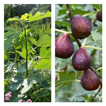 Pestovanie figovníka