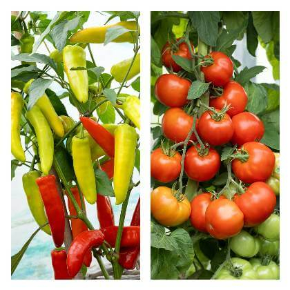 Pestovanie papriky a rajčín