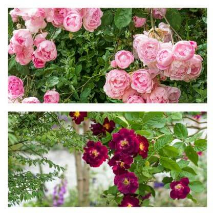 Popínavé ruže ružovej a karmínovej farby