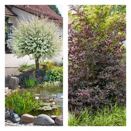 Mix obrázkov Salix integra Hakuro-nishiki a  Sambucus nigra v záhrade