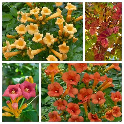 Rôzne odrody a farby kvetov trúbkovca a jesenné lístie