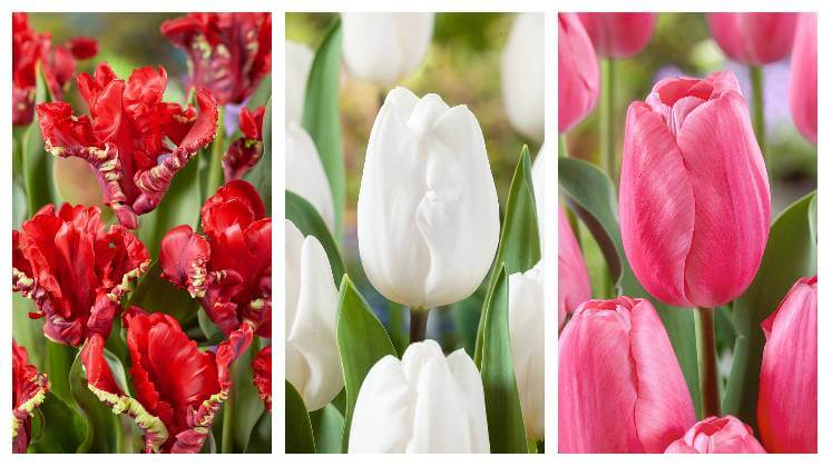 Kolaž fotiek tulipánov v červenej. bielej a ružovej farbe