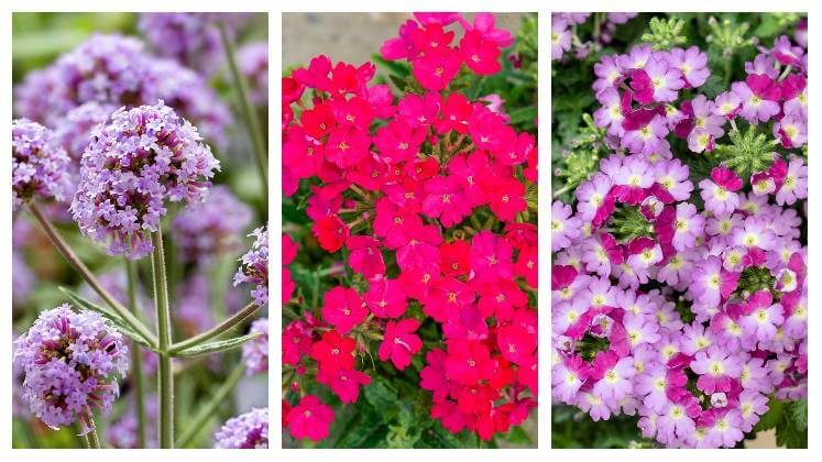 Detail kvetov verbeny vo fialovej, červenej a bledofialovej farbe
