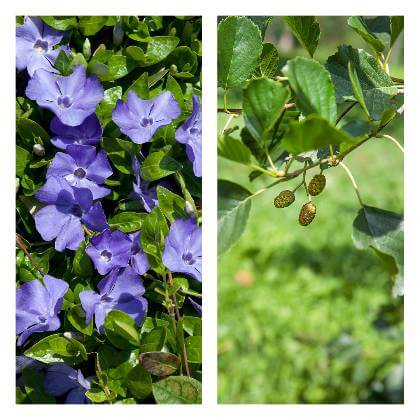 Vlhkomilné rastliny Vinca minor a Alnus glutinosa
