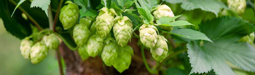 Detail listov okrasn&eacute;ho chmeľu spolu so &scaron;i&scaron;ticami