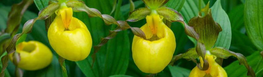 Cypripedium