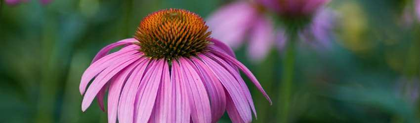 Echinacea trvalka