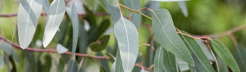 Eukalyptus pestovanie