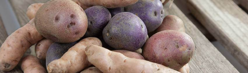 Netradičné pestovanie zemiakov