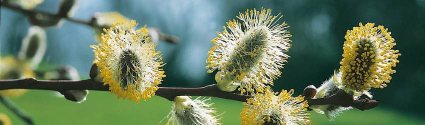Kvitnúca vŕba Salix caprea, detail jahňady