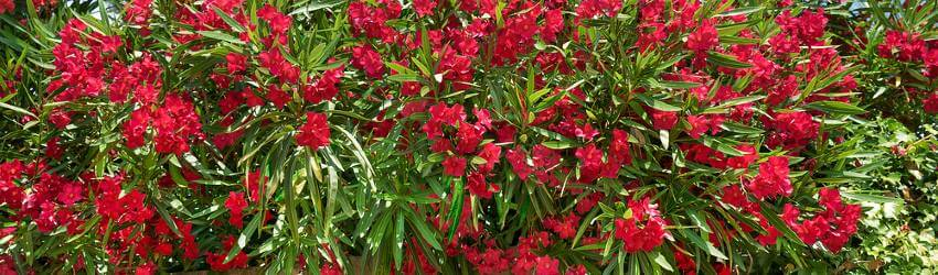 Oleander v záhrade, kultivar s červenými kvetmi