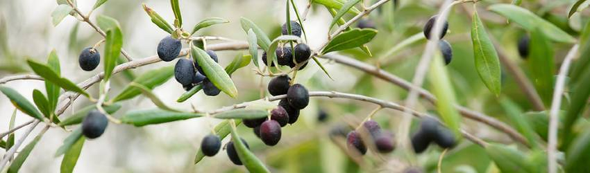 Zrelé plody olivovníku európskeho na vetvičke