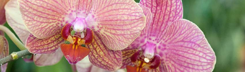 Orchidea pestovanie v byte