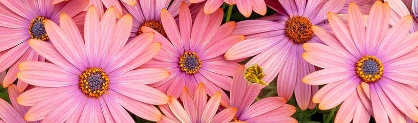 Letnička osteospermum a detail kvetov v bledo ružovej farbe