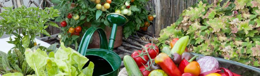 Pestovanie zeleniny v nádobách