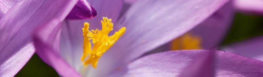 Detail kvetu šafraanu fialovej farby