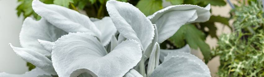 Detail listov Senecio v šedej farbe