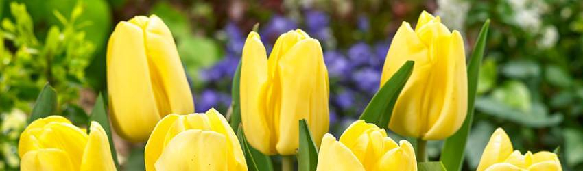 Detail žltých kvetov tulipánov v záhone