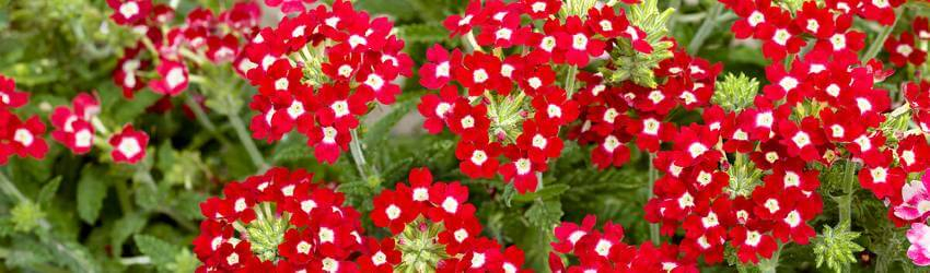 Kvet verbeny - železníka v červenej farbe. Verbena nana compacta Malgosia
