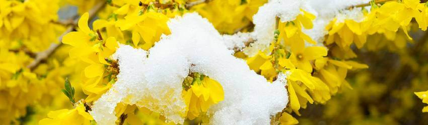 Rozkvitnutá vetvička zlatého dažďa pokrytá zvyškami snehu