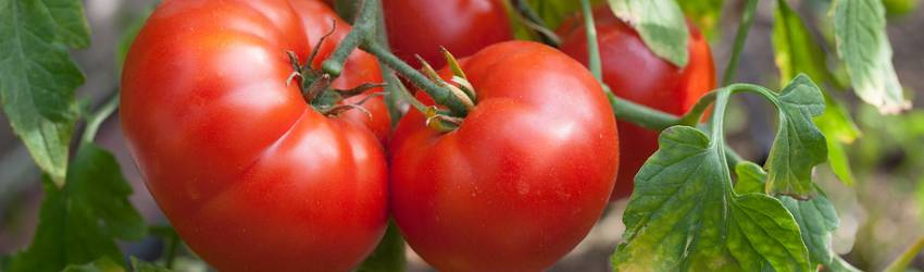 Slovenské paradajky - pestované priamo u nás