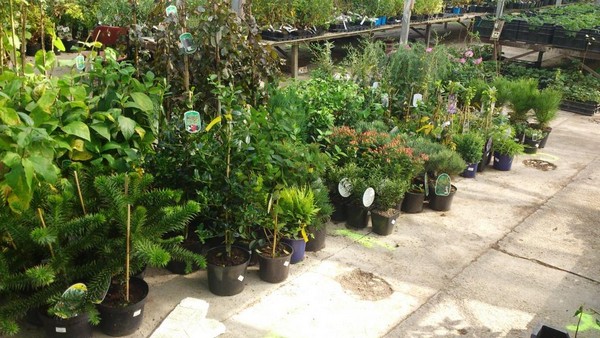 Rastliny v záhradnom centre