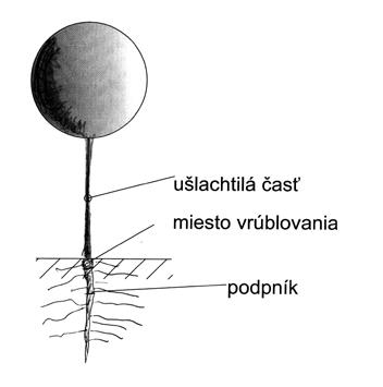 Správna výsadba kôstkovín vrúbľovaných na semenných podpníkoch